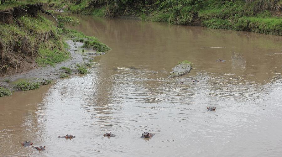 Flusspferd im Olare Orok