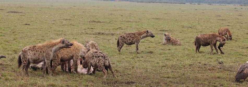 Tüpfelhyänen, Masai Mara