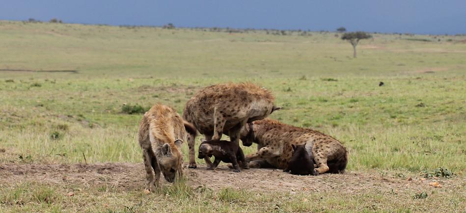 Tüpfelhyänen, Masai Mara