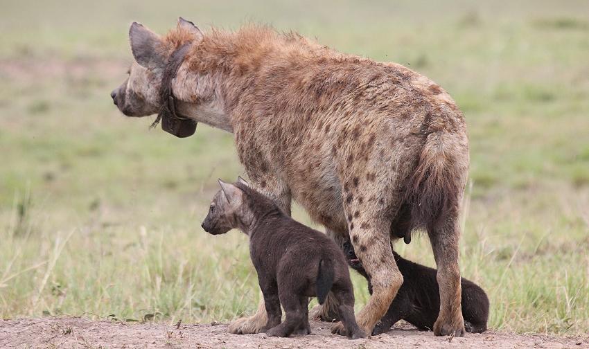 Tüpfelhyänen, Masai Mara