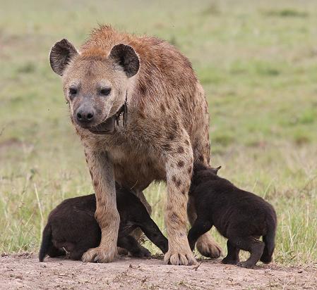 Tüpfelhyänen, Masai Mara