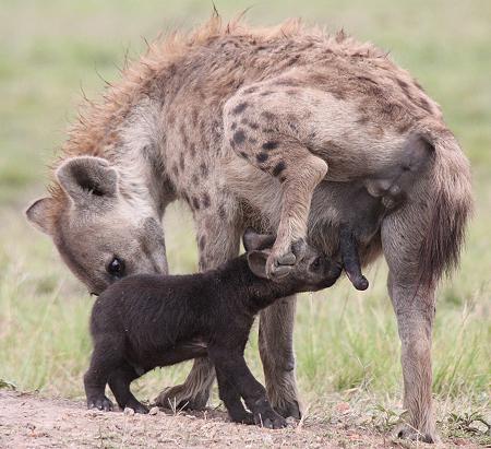 Tüpfelhyänen, Masai Mara