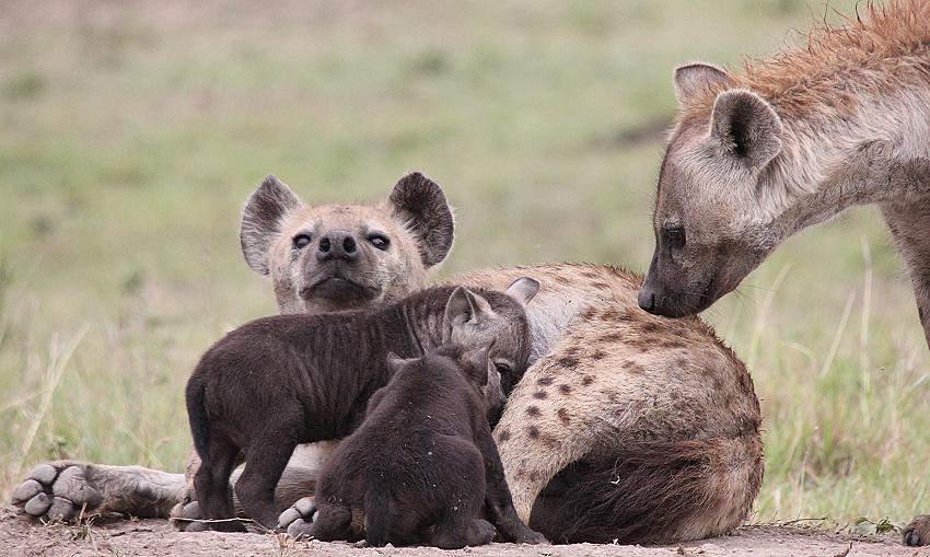Tüpfelhyänen, Masai Mara