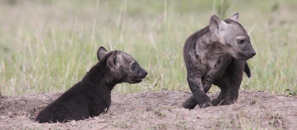 Tüpfelhyänen, Masai Mara