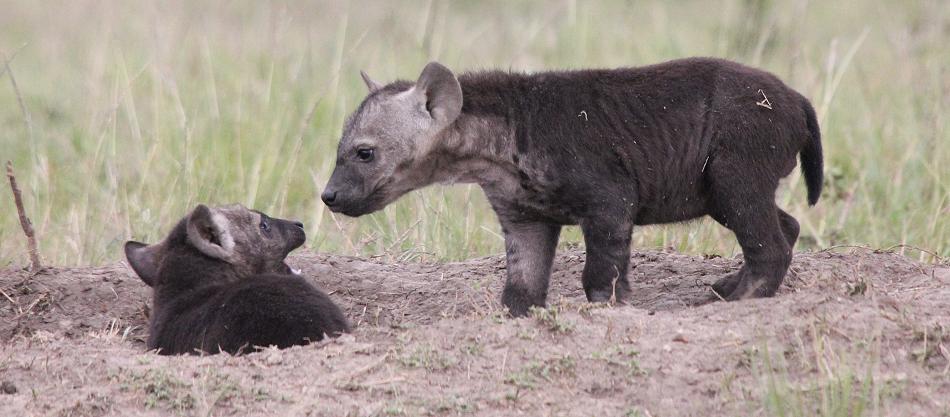 Tüpfelhyänen, Masai Mara