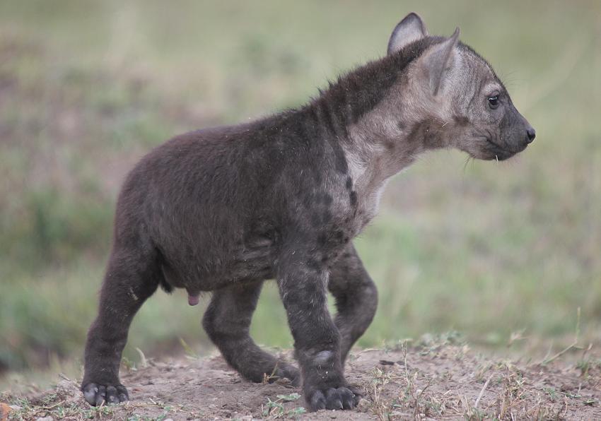 Tüpfelhyänen, Masai Mara