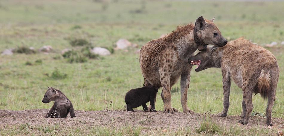 Tüpfelhyänen, Masai Mara