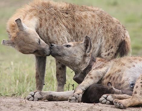 Tüpfelhyänen, Masai Mara
