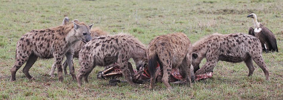 Tüpfelhyänen, Masai Mara