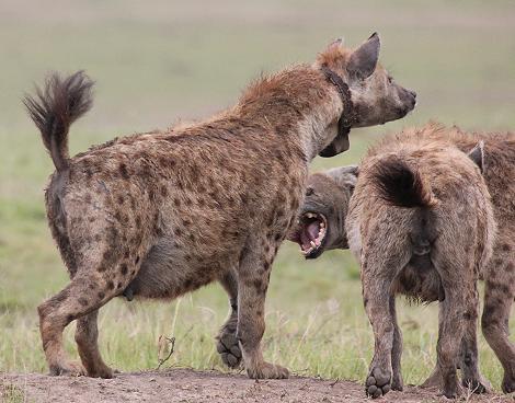 Tüpfelhyänen, Masai Mara