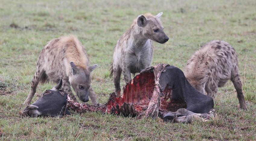 Tüpfelhyänen, Masai Mara
