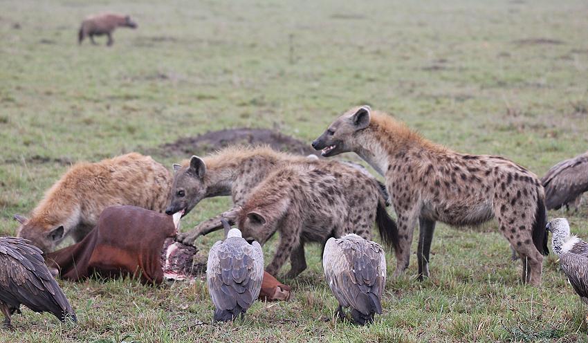 Tüpfelhyänen, Masai Mara