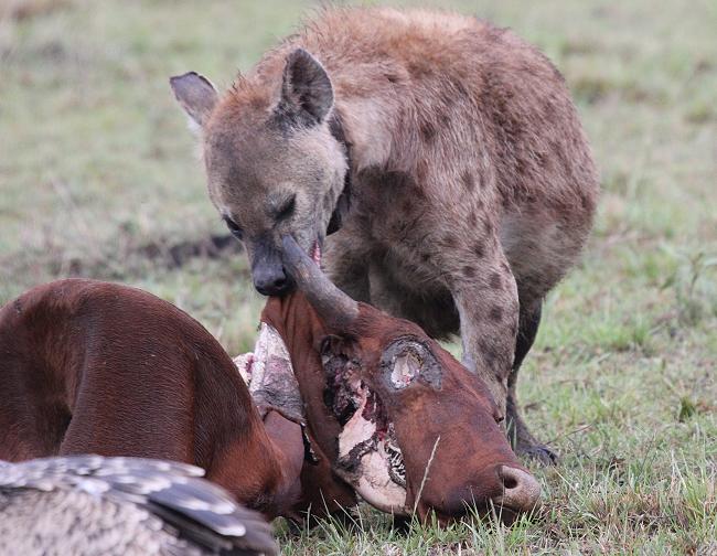 Tüpfelhyänen, Masai Mara