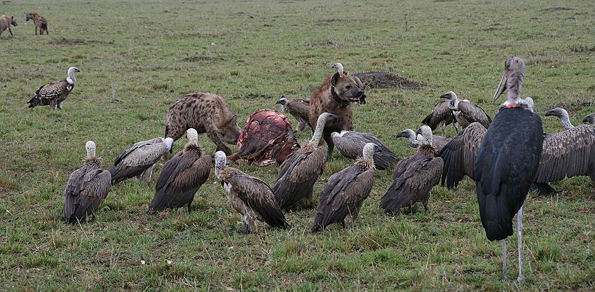 Tüpfelhyänen, Masai Mara