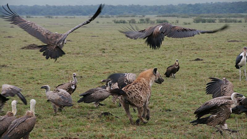 Tüpfelhyänen, Masai Mara