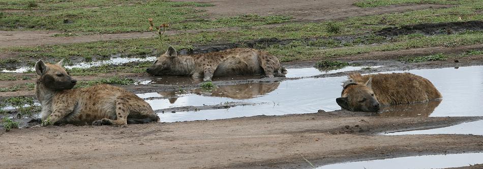 Tüpfelhyänen, Masai Mara
