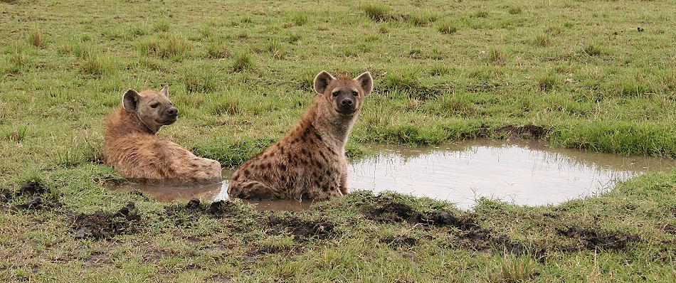Tüpfelhyänen, Masai Mara