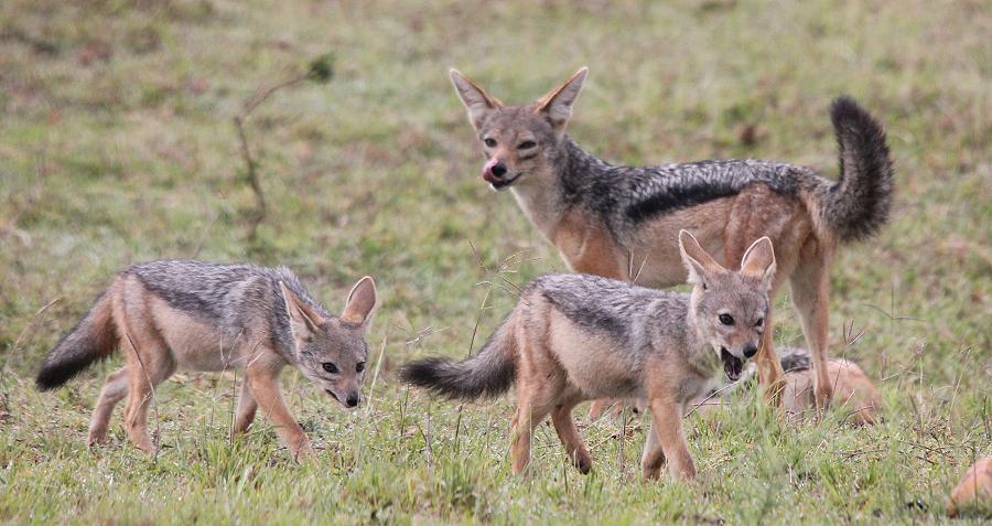 Schabrackenschakale, Masai Mara