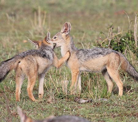 Schabrackenschakale, Masai Mara