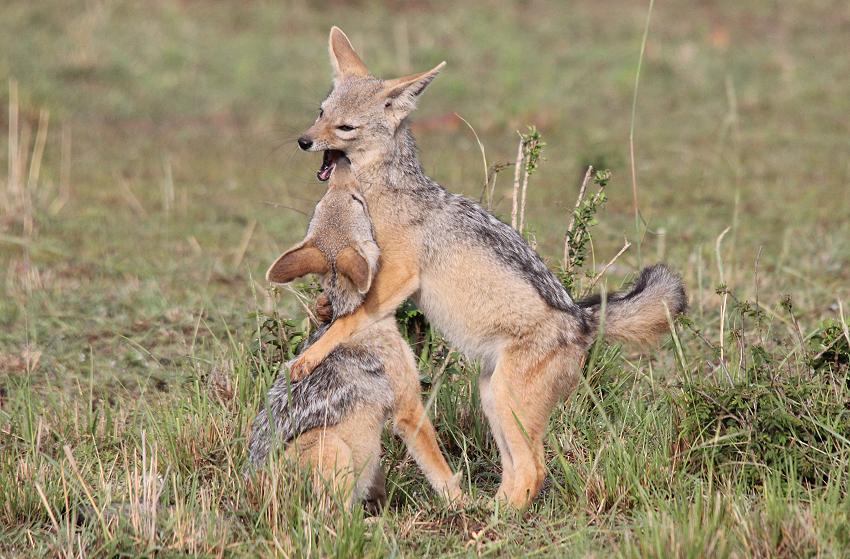 Schabrackenschakale, Masai Mara