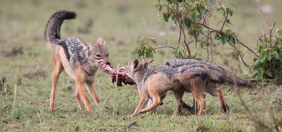 Schabrackenschakale, Masai Mara
