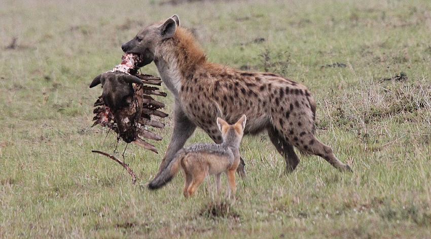 Schabrackenschakale, Masai Mara