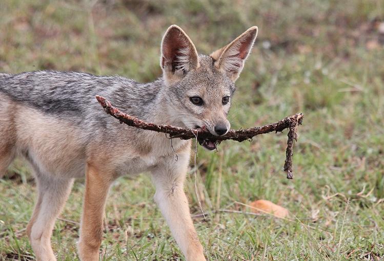 Schabrackenschakale, Masai Mara