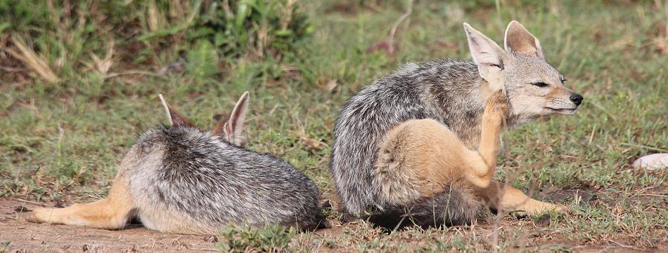 Schabrackenschakale, Masai Mara