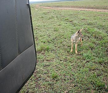 Schabrackenschakale, Masai Mara
