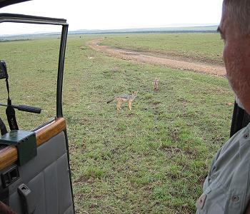 Schabrackenschakale, Masai Mara