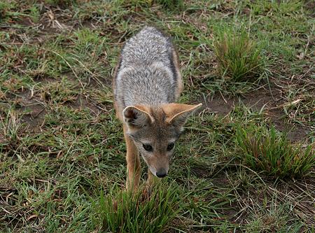 Schabrackenschakale, Masai Mara