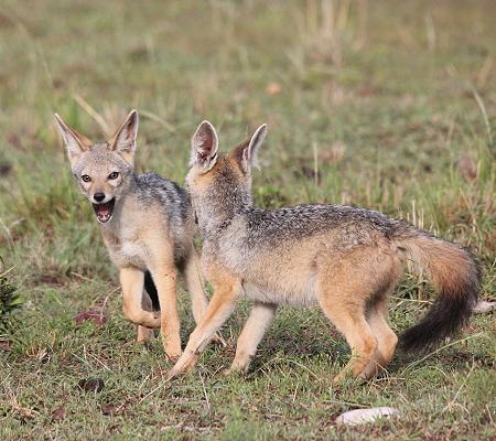 Schabrackenschakale, Masai Mara