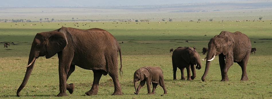 Elefanten, Masai Mara