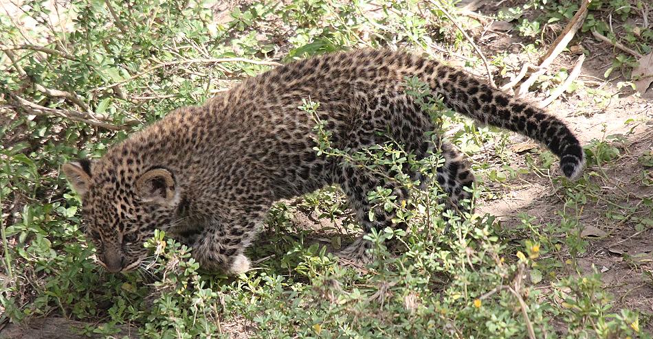 Leopard, Panthera pardus