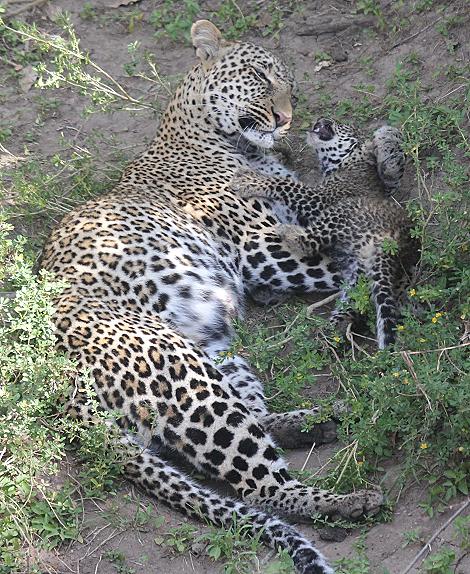 Leopard, Panthera pardus