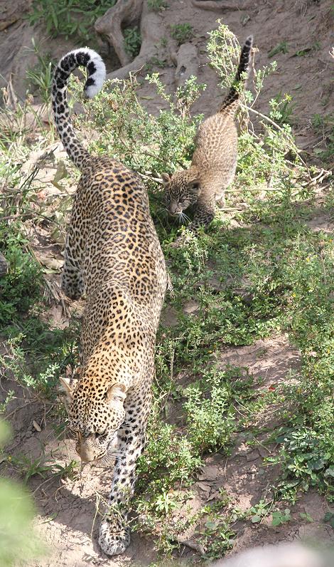 Leopard, Panthera pardus