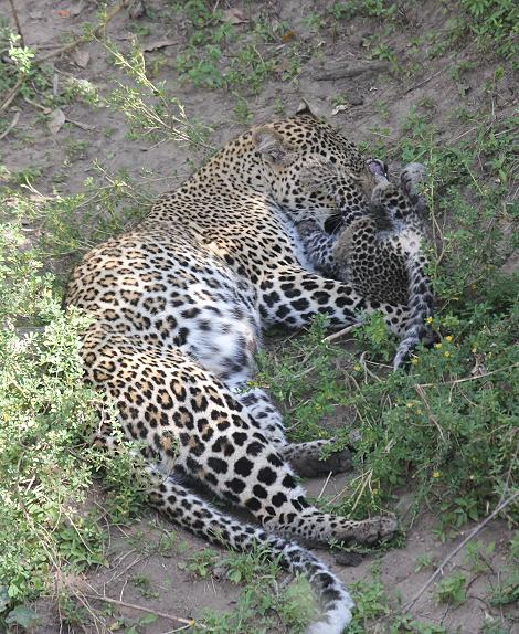 Leopard, Panthera pardus