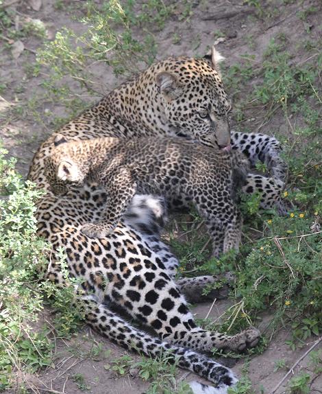 Leopard, Panthera pardus