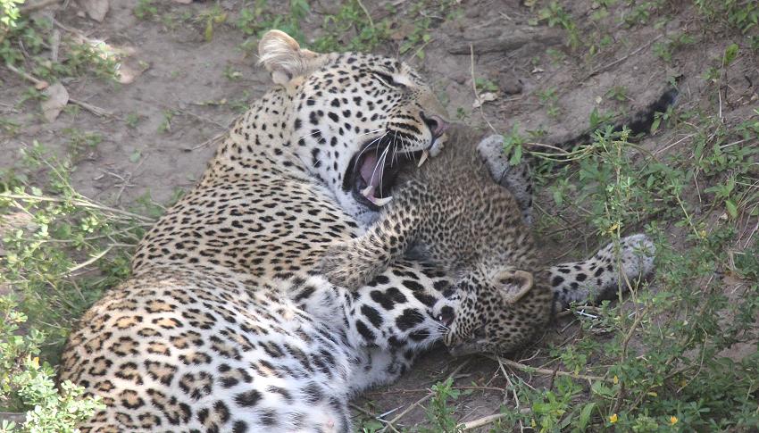 Leopard, Panthera pardus