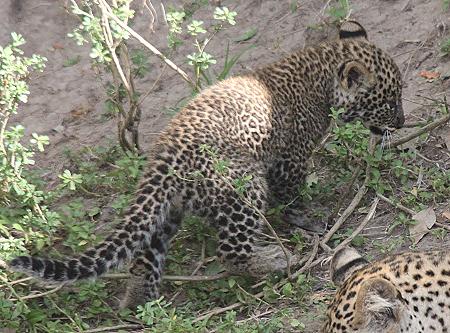 Leopard, Panthera pardus