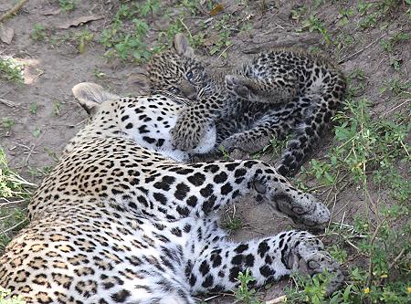 Leopard, Panthera pardus