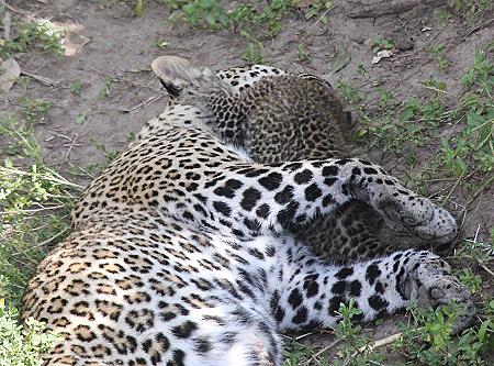 Leopard, Panthera pardus