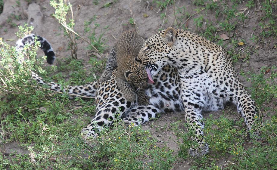Leopard, Panthera pardus
