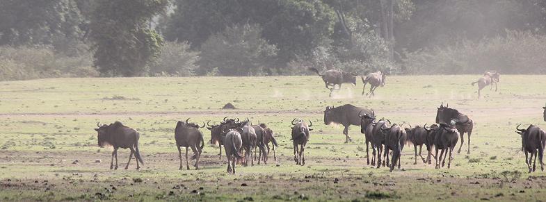 Gnus, Masai Mara