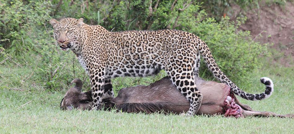 Leopard, Panthera pardus