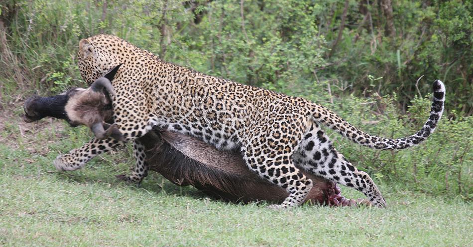 Leopard, Panthera pardus
