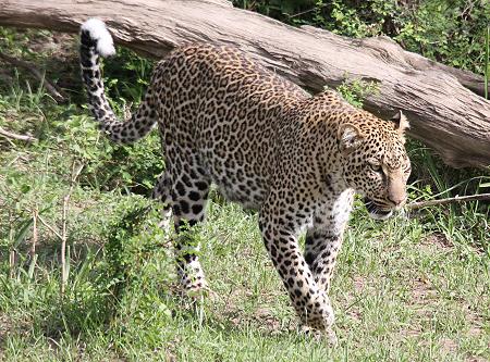Leopard, Panthera pardus