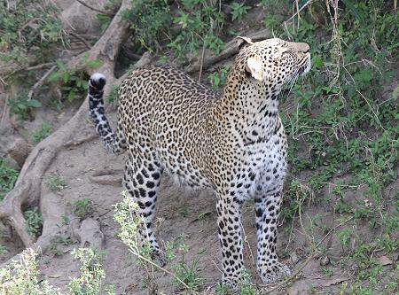 Leopard, Panthera pardus