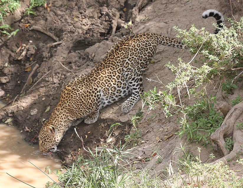 Leopard, Panthera pardus