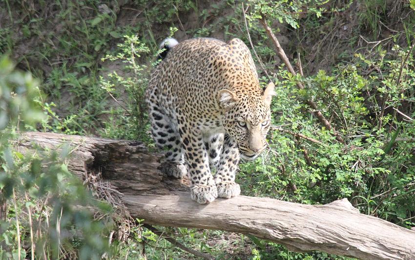 Leopard, Panthera pardus